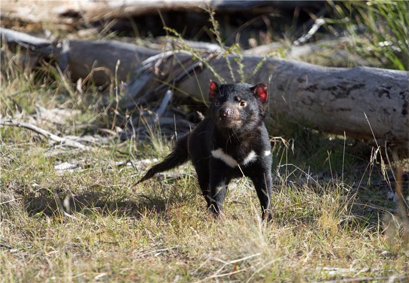 AUSTRALIA TASMANIAN DEVIL RELEASE