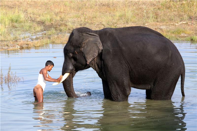 INDIA ANIMALS ELEPHANTS