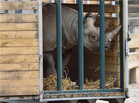 Uginuo jedan od posljednja četiri sjeverna bijela nosoroga 