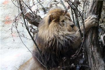 U zagrebačkom ZOO-u zimski programi "Ma tko spava zimi?"