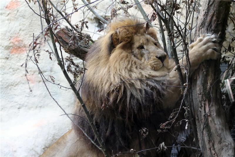 U zagrebačkom ZOO-u zimski programi "Ma tko spava zimi?"