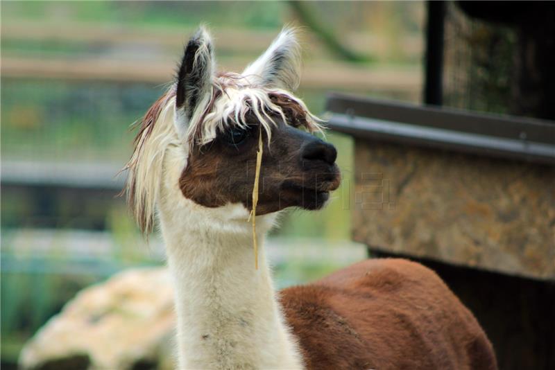 U zagrebačkom ZOO-u zimski programi "Ma tko spava zimi?"