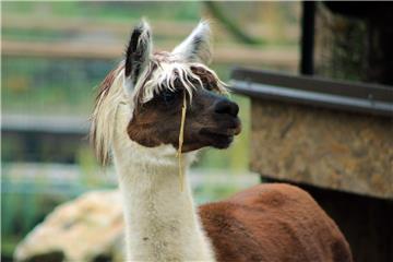 U zagrebačkom ZOO-u zimski programi "Ma tko spava zimi?"