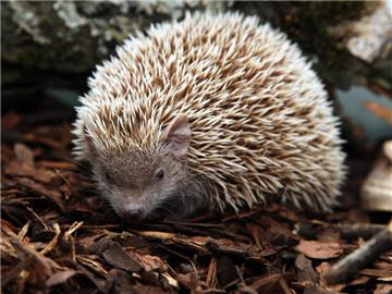 U zagrebačkom ZOO-u zimski programi "Ma tko spava zimi?"