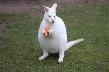 GERMANY ANIMALS