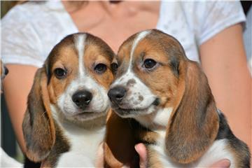 USA TEST TUBE PUPPIES