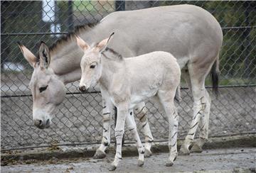 POLAND ANIMALS