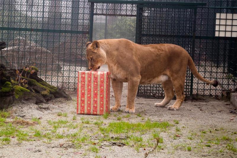 Božićne poslastice u nedjelju za životinje zagrebačkog ZOO-a