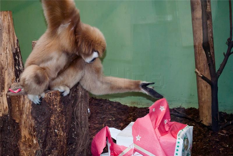 Božićne poslastice u nedjelju za životinje zagrebačkog ZOO-a