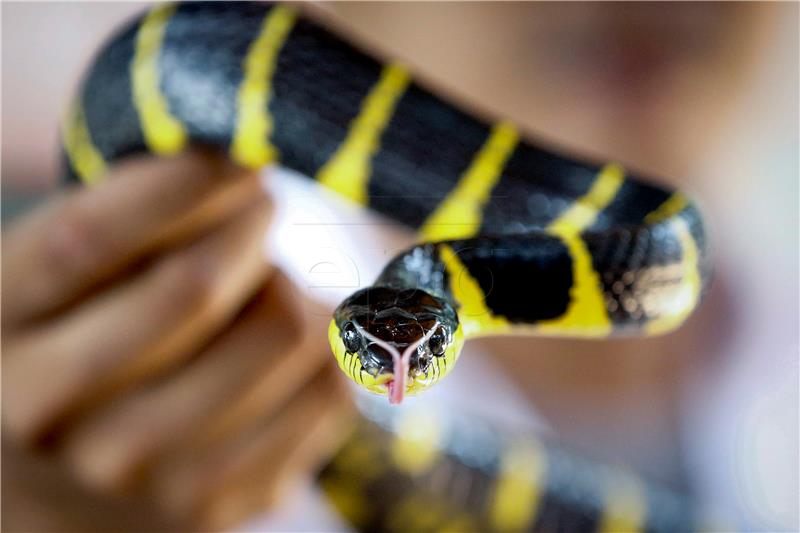 THAILAND ANIMALS SNAKE FARM