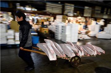 JAPAN TUNA AUCTION