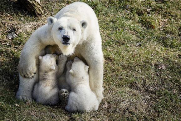 U zagrebačkom ZOO-u interaktivna izložba "Zima oko svijeta" 