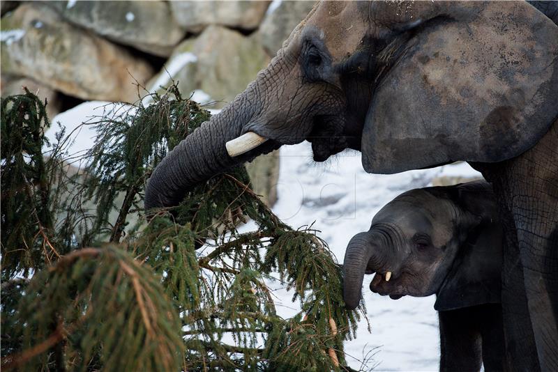 AUSTRIA ZOO ELEPHANTS