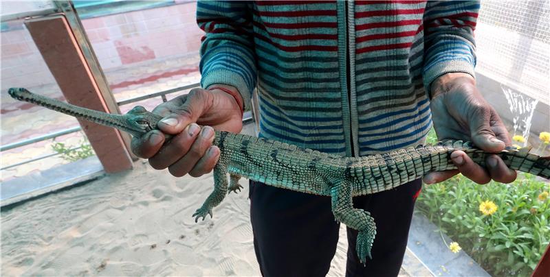 INDIA ANIMALS ALLIGATORS