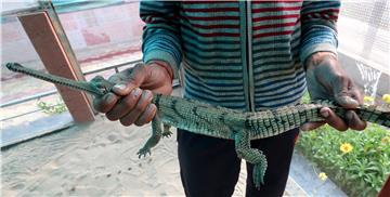 INDIA ANIMALS ALLIGATORS