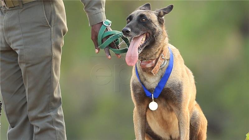 SOUTH AFIRCA BRITAIN POACHER HUNTING DOG AWARD K9 KILLER