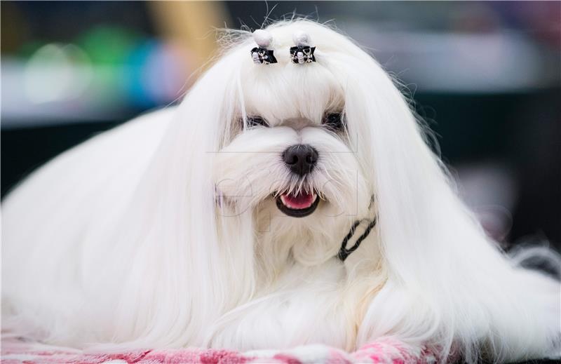 GERMANY DOG SHOW