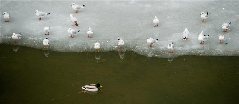 AUSTRIA ANIMALS