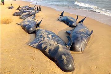 INDIA PILOT WHALES SWEPT ASHORE