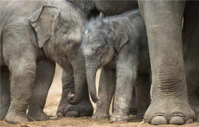 GERMANY ANIMALS BULL ELEPHANTS