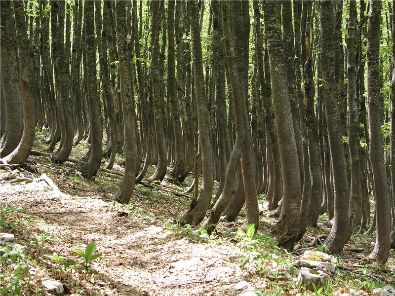 Za zaštitu UNESCO-a nominirane bukove šume u NP Sjeverni Velebit i Paklenica