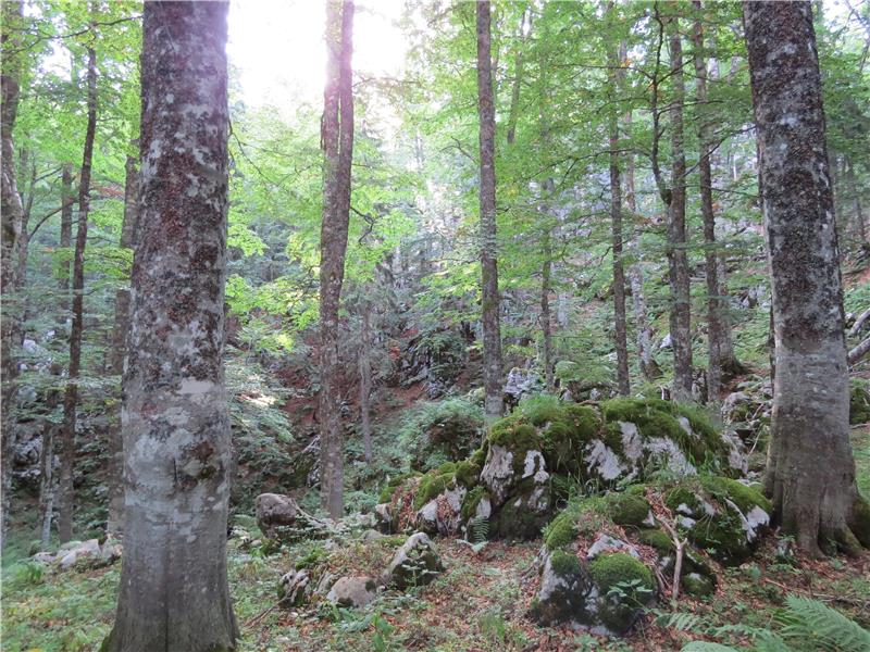 Za zaštitu UNESCO-a nominirane bukove šume u NP Sjeverni Velebit i Paklenica