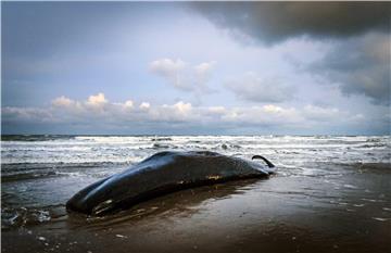 epaselect NETHERLANDS WHALE STRANDING