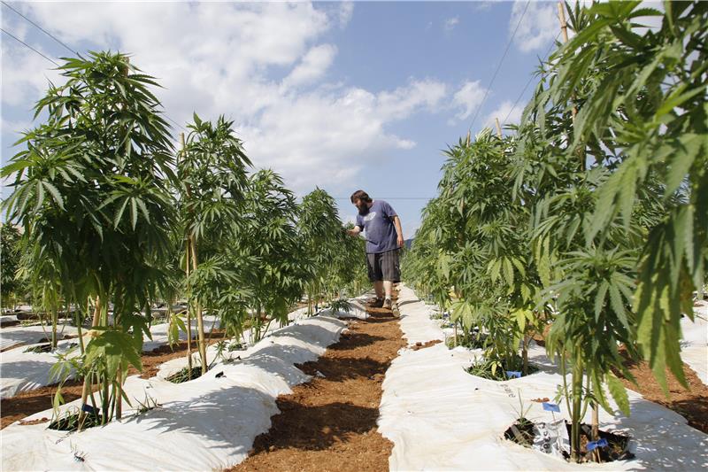 CHILE AGRICULTURE MARIJUANA