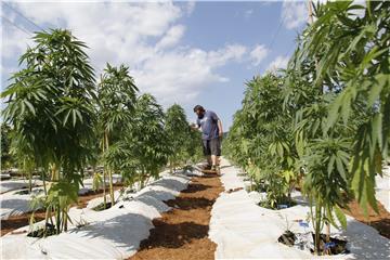 CHILE AGRICULTURE MARIJUANA