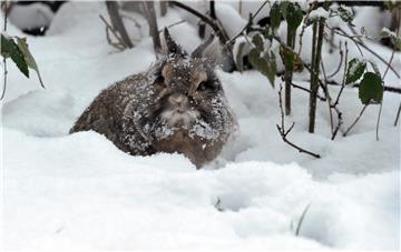 GERMANY ANIMALS WEATHER