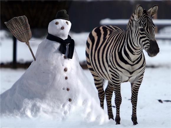 Zebre nemaju pruge zbog kamuflaže