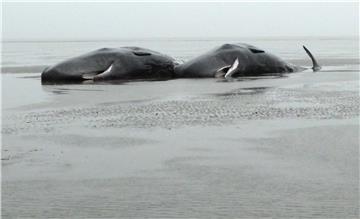 GERMANY NATURE ANIMALS WHALE STRANDING