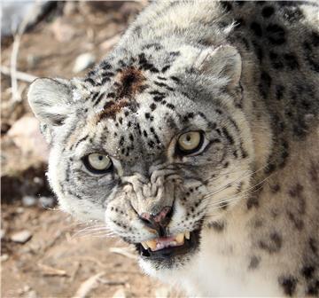 KYRGYZSTAN ANIMALS SNOW LEOPARD