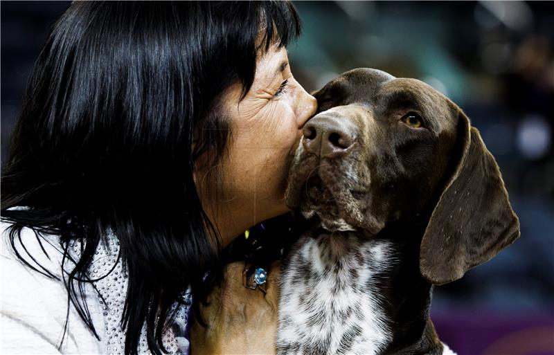 USA NEW YORK WESTMINSTER DOG SHOW