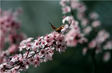 ALBANIA NATURE