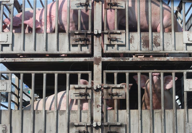 THAILAND PIG TRANSPORT CRUELTY