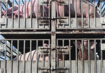 THAILAND PIG TRANSPORT CRUELTY