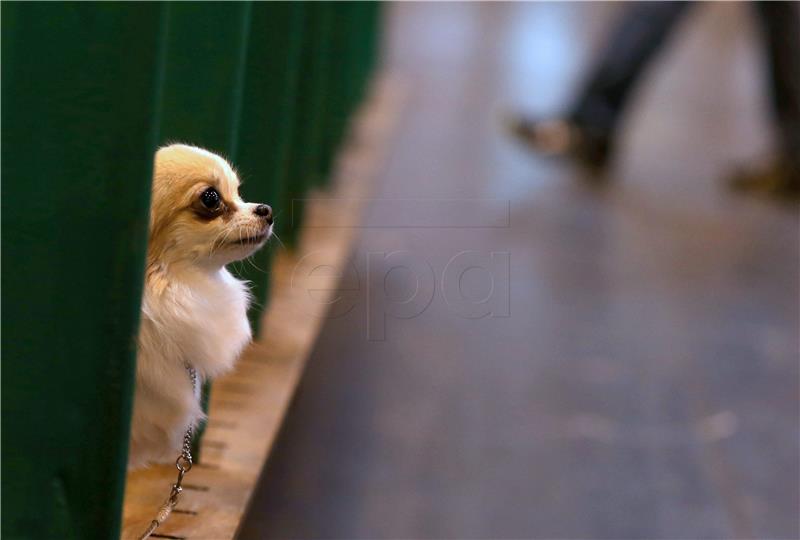 BRITAIN CRUFTS DOG SHOW