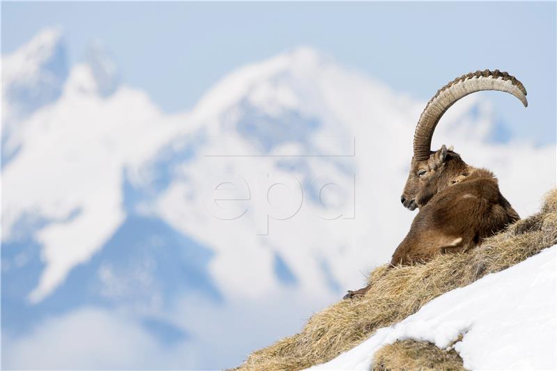 SWITZERLAND ANIMALS