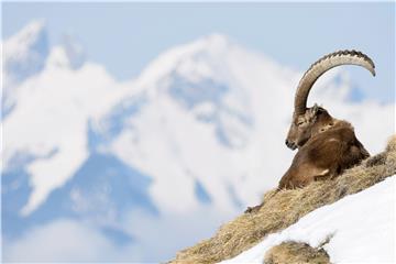 SWITZERLAND ANIMALS