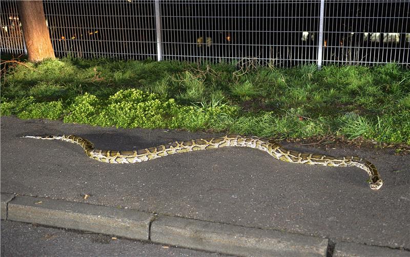 GERMANY PYTHON FOUND