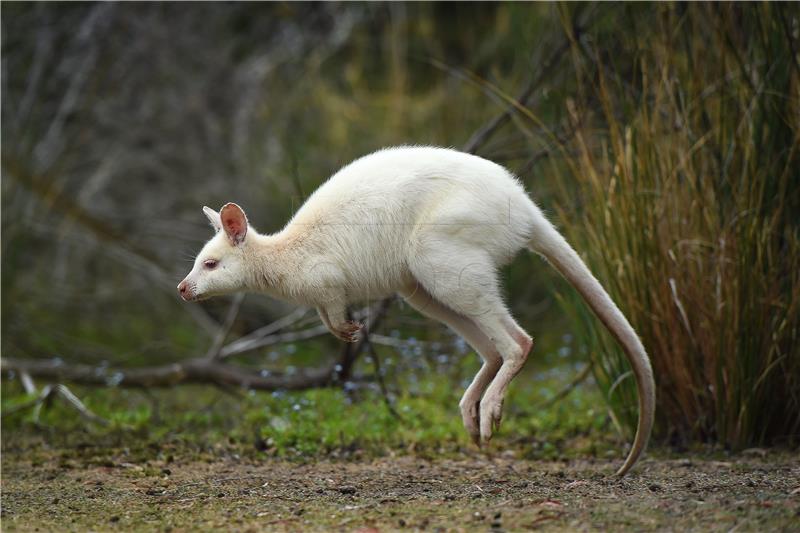 AUSTRALIA ANIMALS