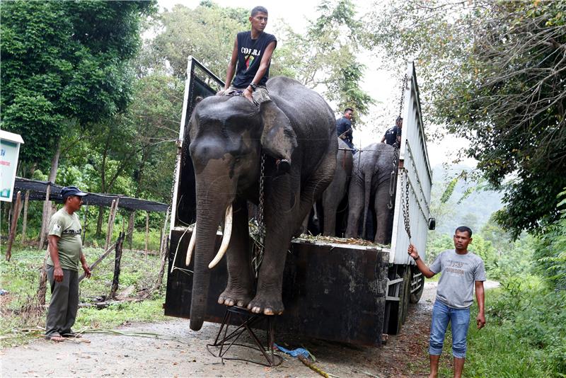 INDOENSIA ANIMALS ELEPHANT COPS