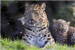 Amurski leopard eutanaziran u oregonskom Zoološkom vrtu