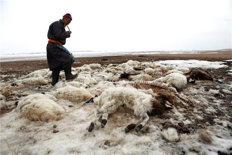 MONGOLIA DZUD DISASTER