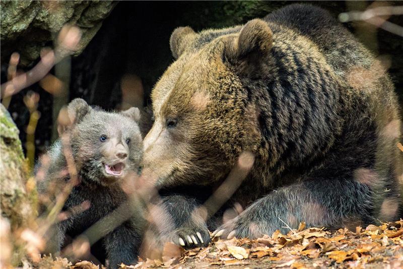 GERMANY ANIMALS BROWN BEAR