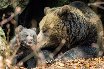 GERMANY ANIMALS BROWN BEAR