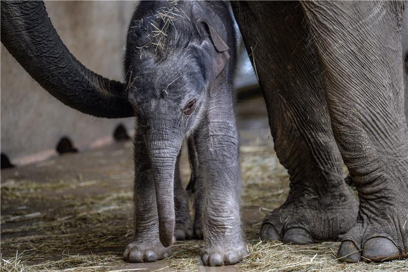 CZECH REPUBLIC ANIMALS ELEPHANT BABY