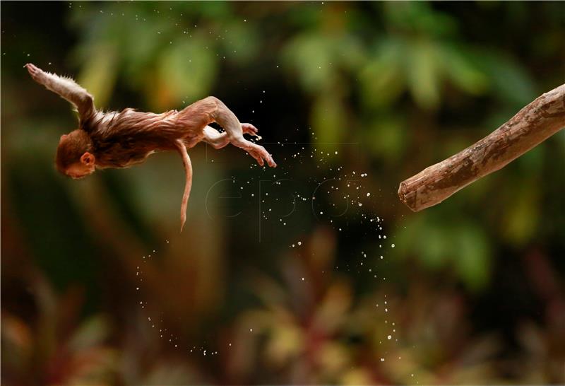 MYANMAR ANIMALS