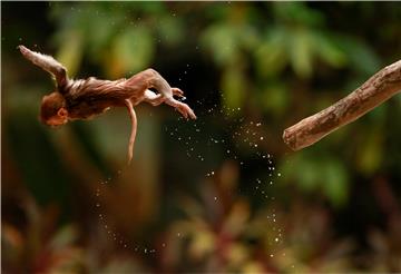 MYANMAR ANIMALS